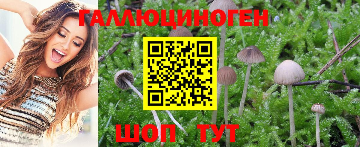 Галлюциногенные грибы Magic Shrooms  Вход с VPN  Шахты  Галлюциногенные грибы Cubensis 